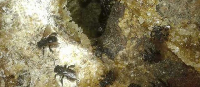 Budidaya Kelulut dan Tantangannya