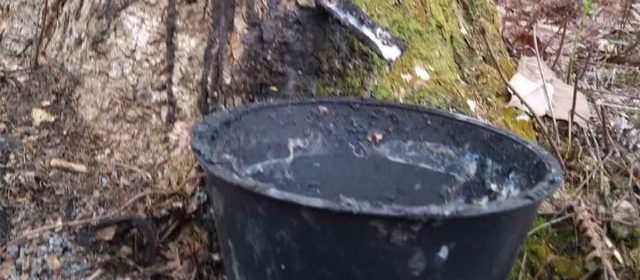 Tetes Getah Karet, Harapan yang Tak Pernah Pudar