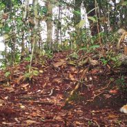 Raja Hutan itu Digelari Datuak