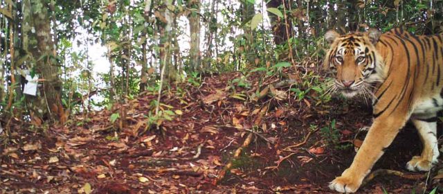Raja Hutan itu Digelari Datuak