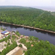 Abrasi dan Kerusakan Mangrove Ancam Kampung Sungai Rawa