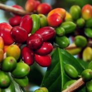 Riau Potensi Hasilkan Kopi Liberika