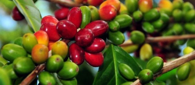 Riau Potensi Hasilkan Kopi Liberika