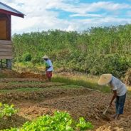 HHBK Sumber Ekonomi Penting Masyarakat Sekitar HTI [Bagian 1]