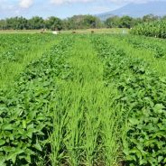 HHBK Sumber Ekonomi Penting Masyarakat Sekitar HTI [Bagian 2]
