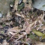 Sambagh Bakacau, Sambal Tradisi Khas Kampar Kiri Hulu