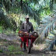 Inpres Moratorium Sawit Tidak Berdampak Nyata bagi Petani Kecil