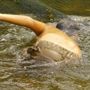 Tangkasnya Pemuda Batu Songgan dalam Tradisi Manabok ikan