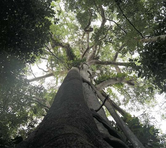 Capaian Hutan Adat Indonesia Mendapatkan Apresiasi Di The 8th FWG LCIPP UNFCCC COP27