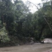 Hutan Adat Imbo Putui, Tantangan dan Harapan [Tulisan 2]