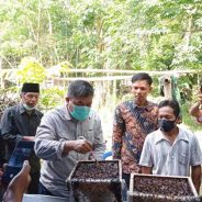 Kelola Madu Kelulut di Hutan Adat, Masyarakat Kenegerian Kampa Bisa Raup Rp4 Juta Perbulan
