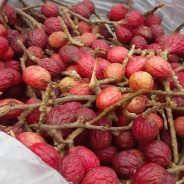 Potensi Ekonomi Buah Idan dari DAS Subayang