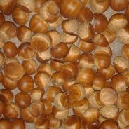 Buah Berangan, Potensi Tersembunyi dari DAS Subayang