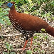 Hutan Adat Imbo Ayo, Rumah Terakhir Satwa Langka