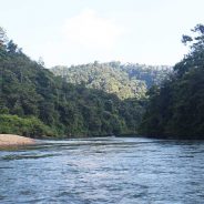 Skema Kemitraan Kehutanan Solusi atas Konflik Tenurial