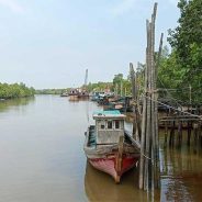 Hutan Mangrove di Kepulauan Meranti: Antara Ancaman, Rehabilitasi, dan Harapan Masa Depan