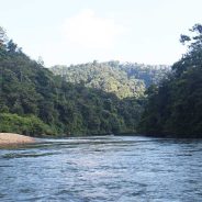 Pengenalan ART-TREES dan Implikasinya bagi Masyarakat Adat di Riau