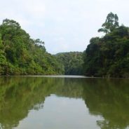 Merawat Hutan Riau, Upaya Menjaga Tabungan Karbon di Bumi