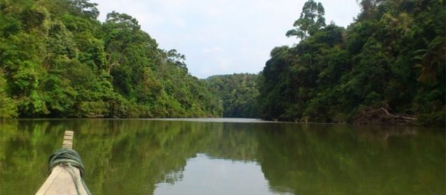 Merawat Hutan Riau, Upaya Menjaga Tabungan Karbon di Bumi